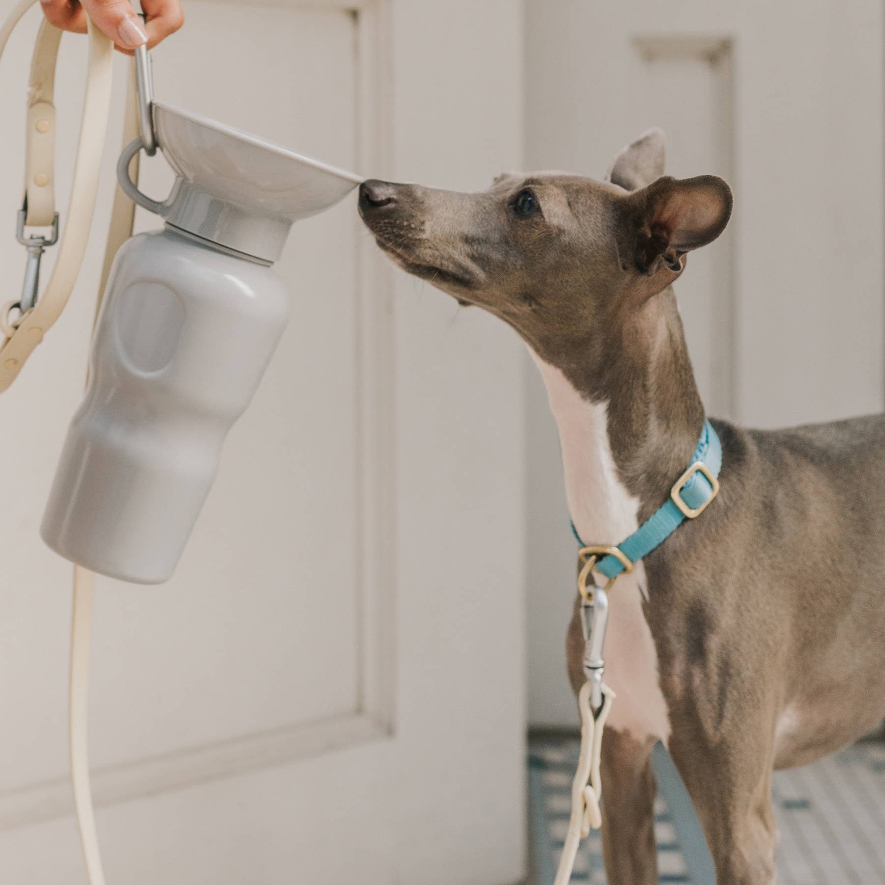 Dog Travel Water Bottle Classic - Gray