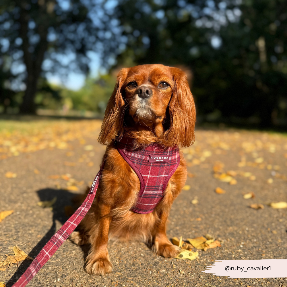 Cocopup London - Mulberry Plaid Adjustable Neck HARNESS