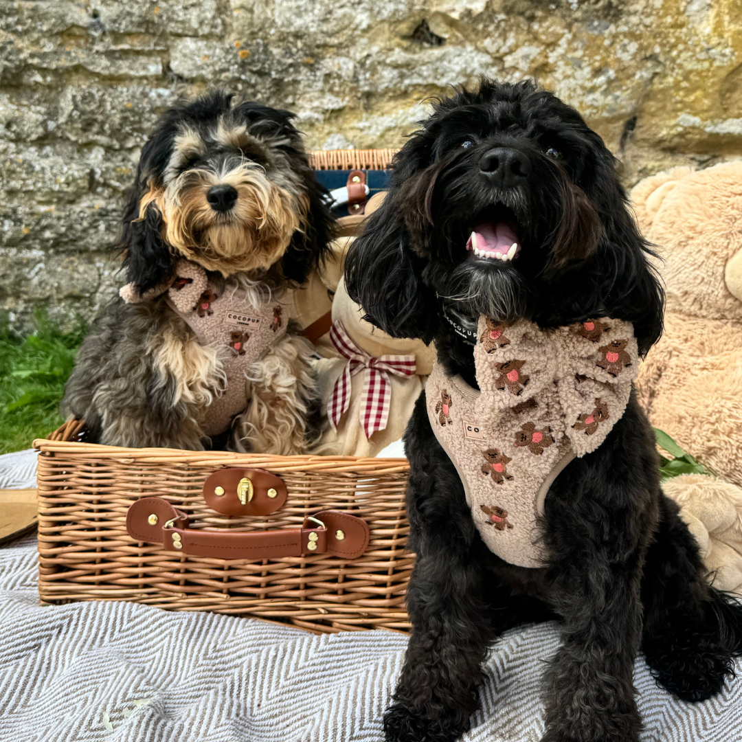 Cocopup London - Theo Embroidered Teddy Adjustable Neck Harness