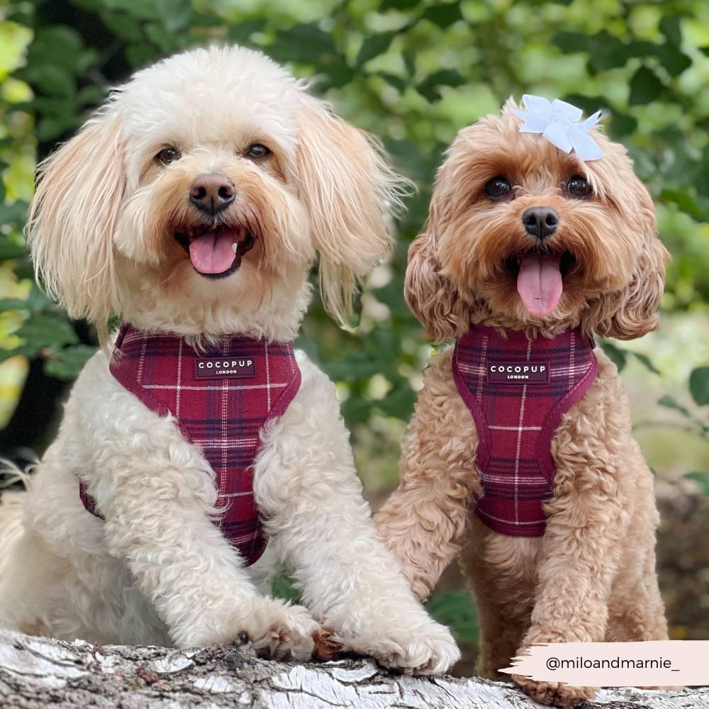 Cocopup London - Mulberry Plaid Adjustable Neck HARNESS