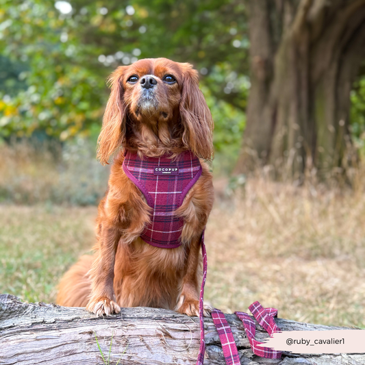 Mulberry Hundesele