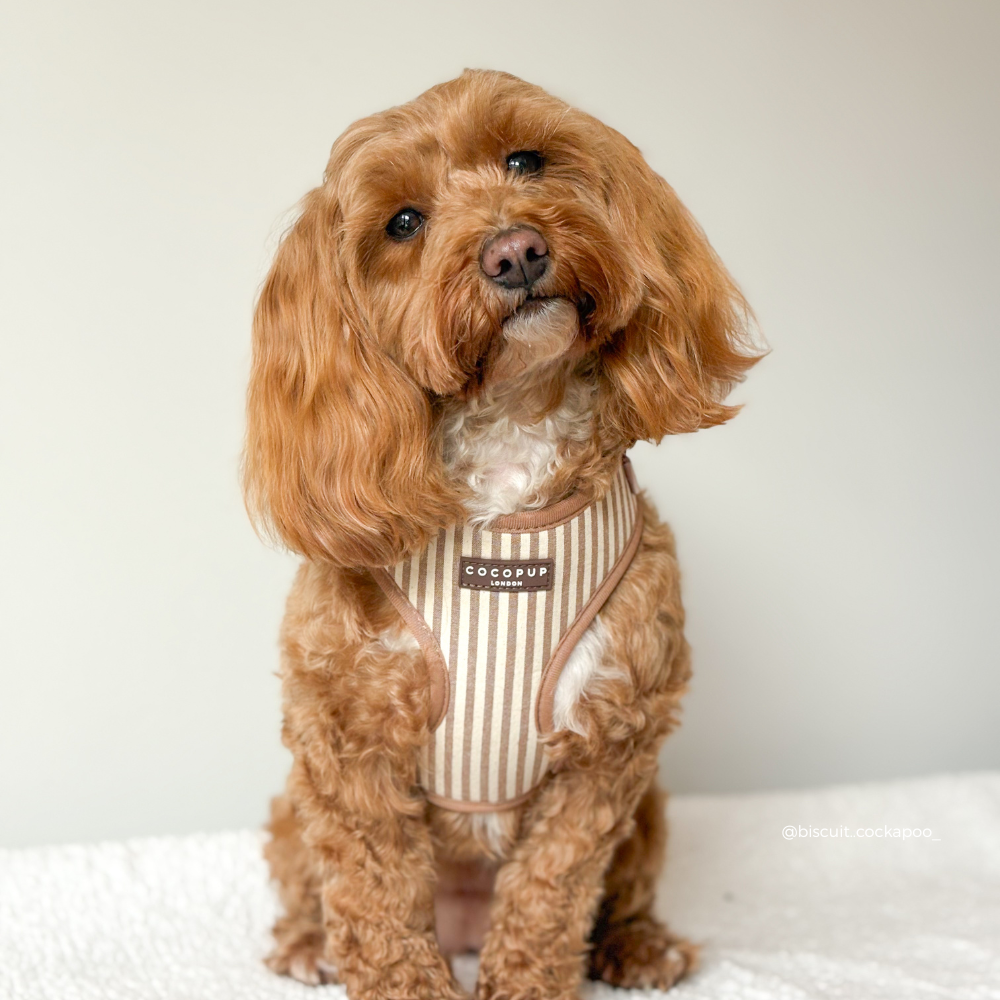 London Linen Stripes Hundesele