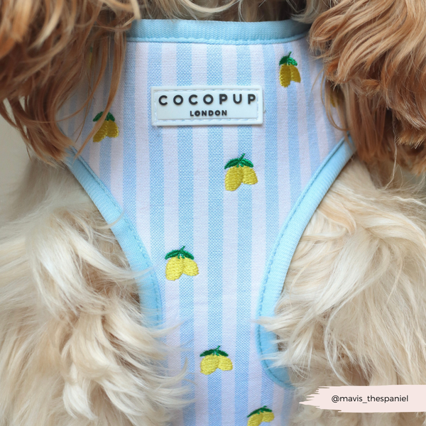 Living La Vida Lemon Hundesele