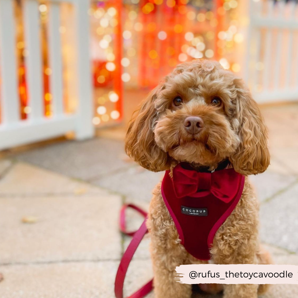 LUXE Velvet Bow Tie - Berry Red