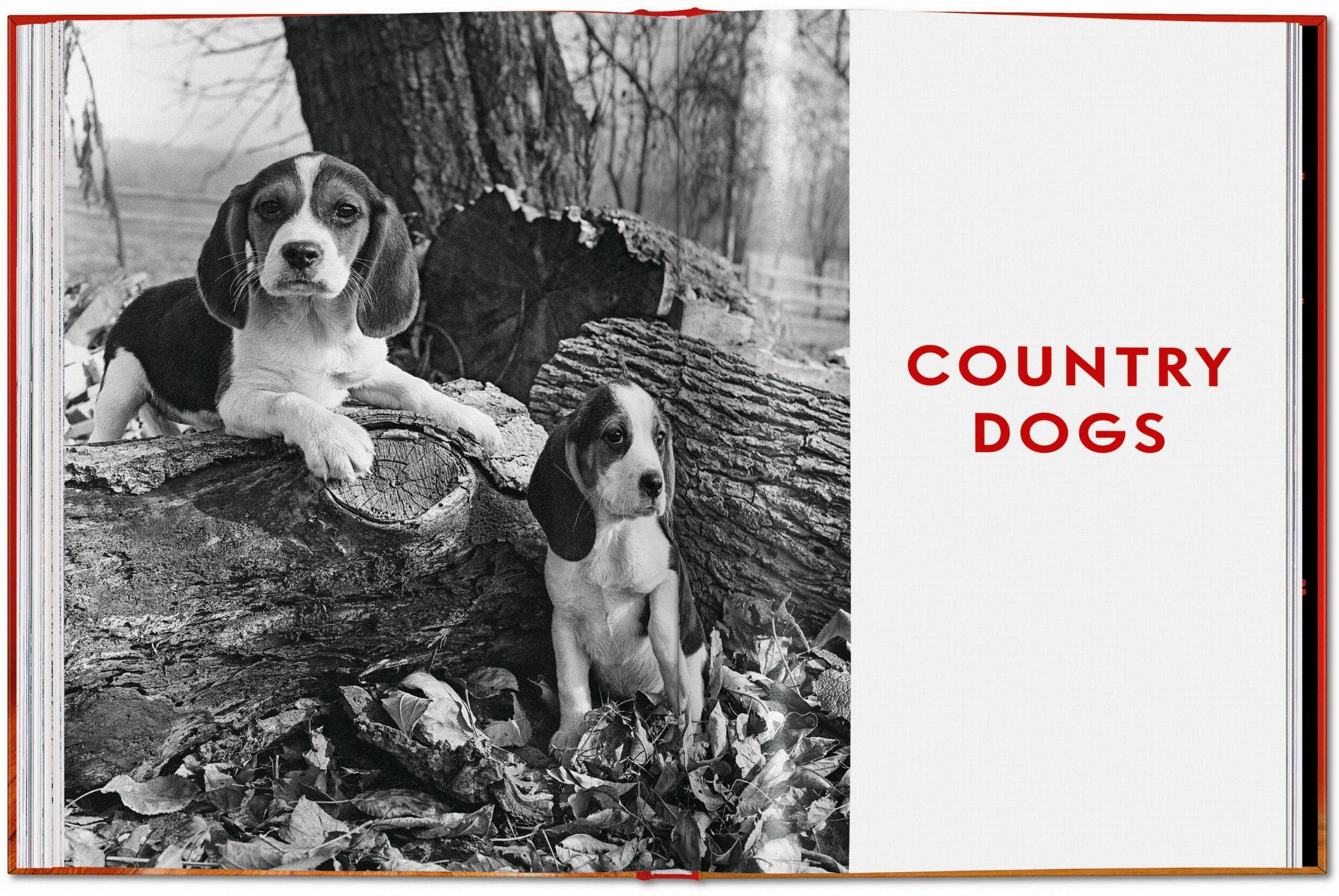 Walter Chandoha. Dogs. Photographs 1941–1991