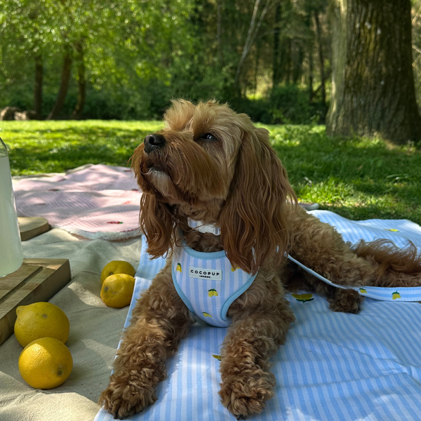 Living La Vida Lemon Hundesele