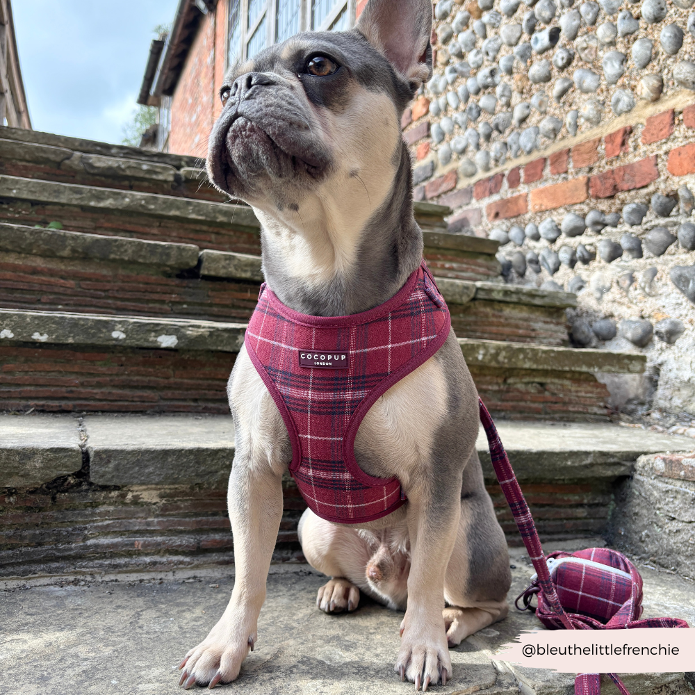Cocopup London - Mulberry Plaid Adjustable Neck HARNESS