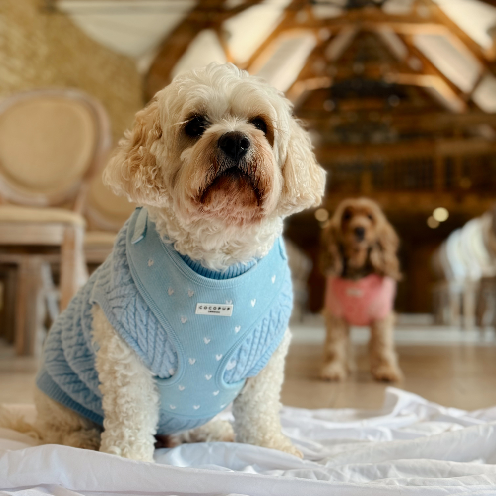 Blue Cord Hundesele
