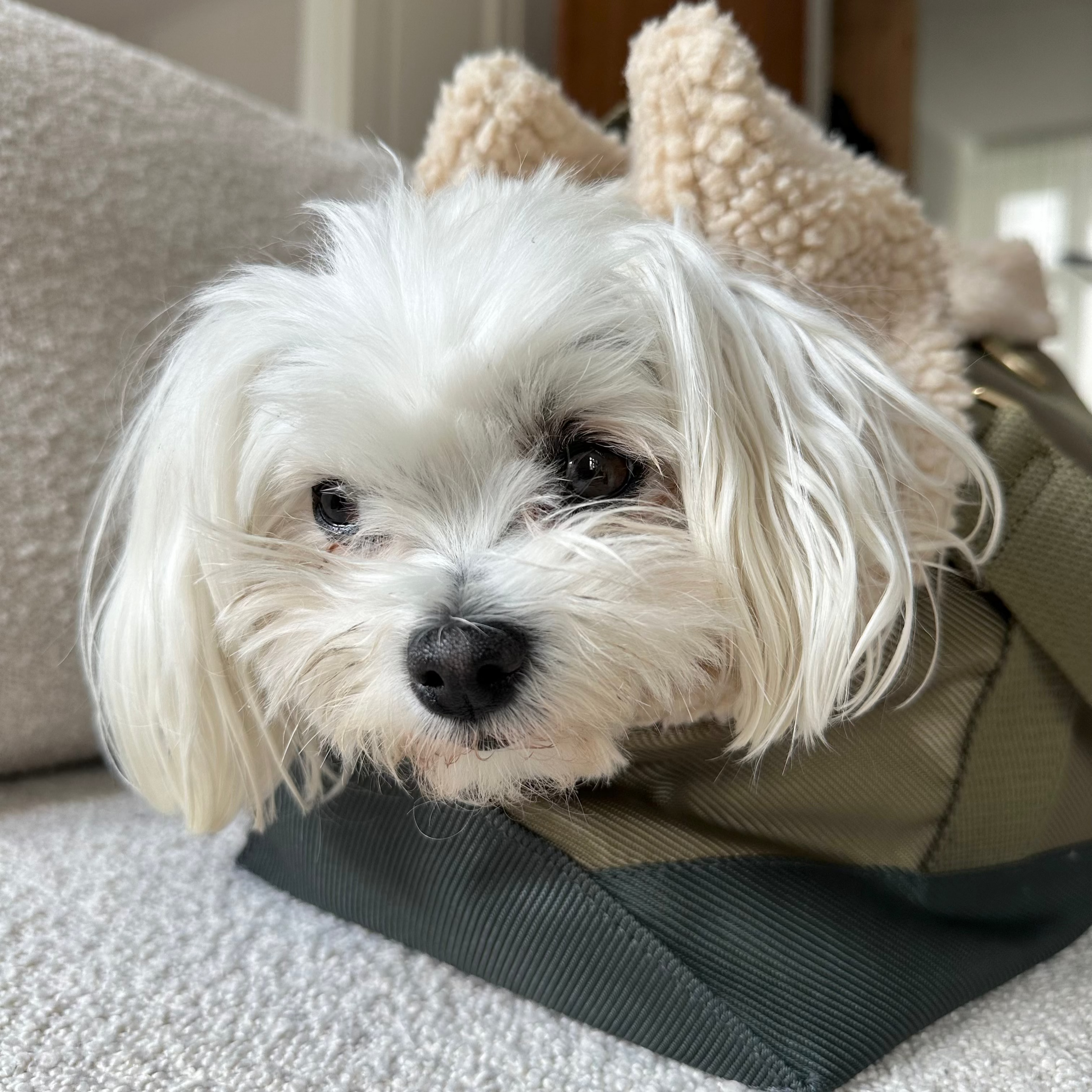 Sporty dog bag - Olive