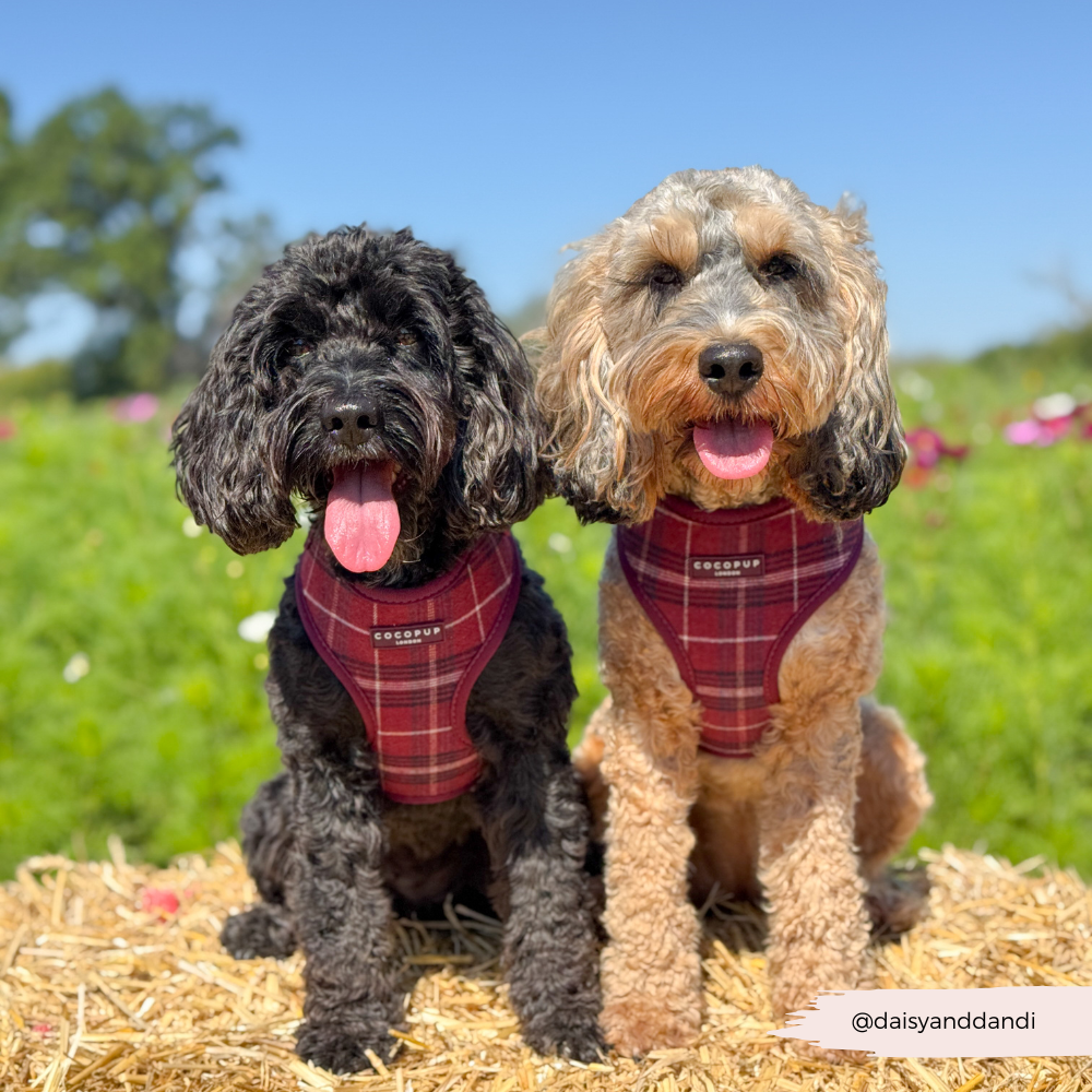 Cocopup London - Mulberry Plaid Adjustable Neck HARNESS