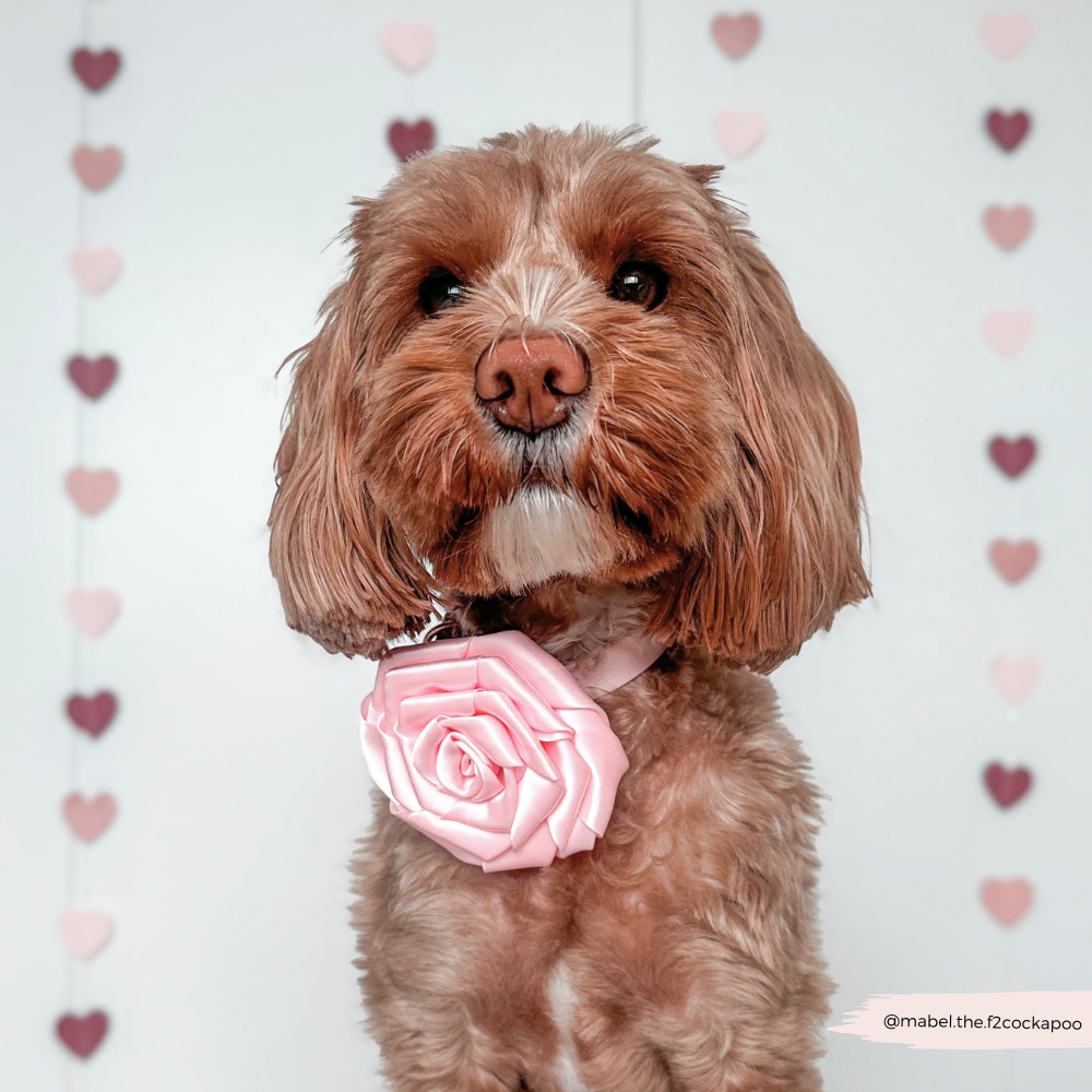 Pink Rose Flower