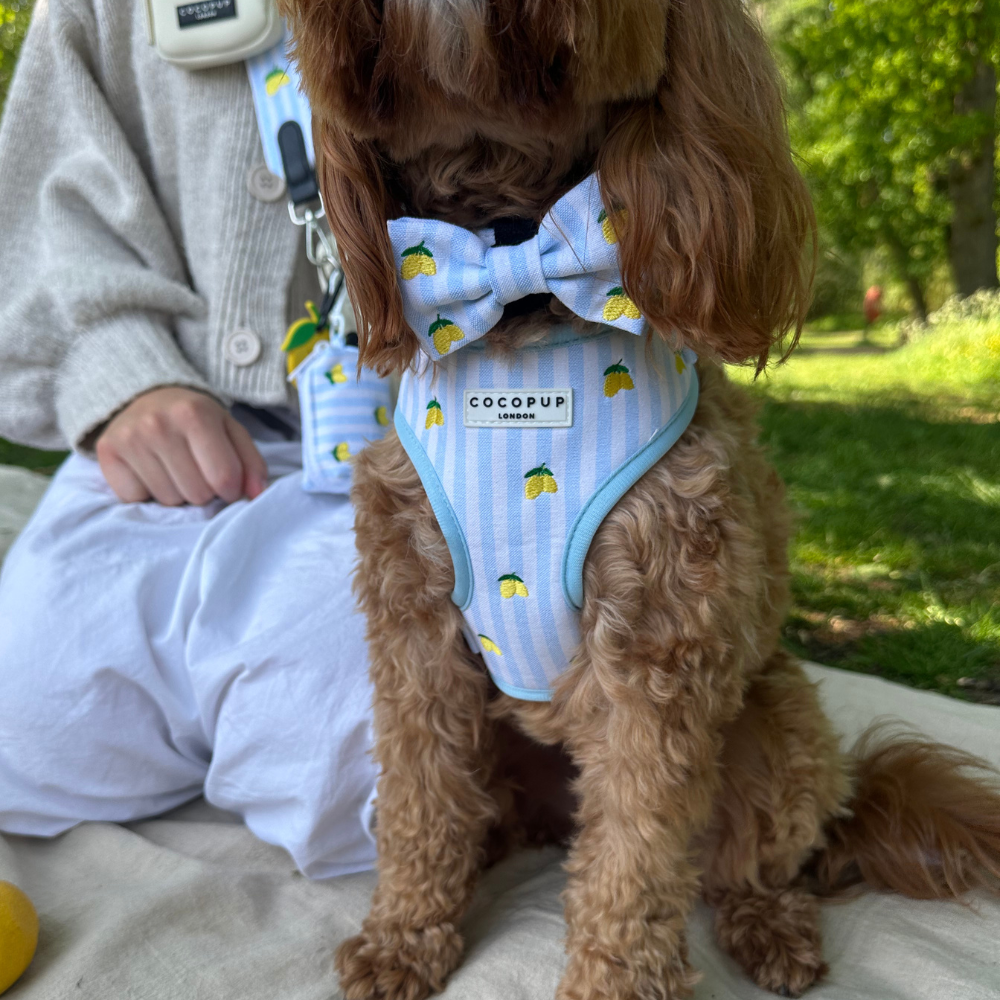 Living La Vida Lemon Hundesele
