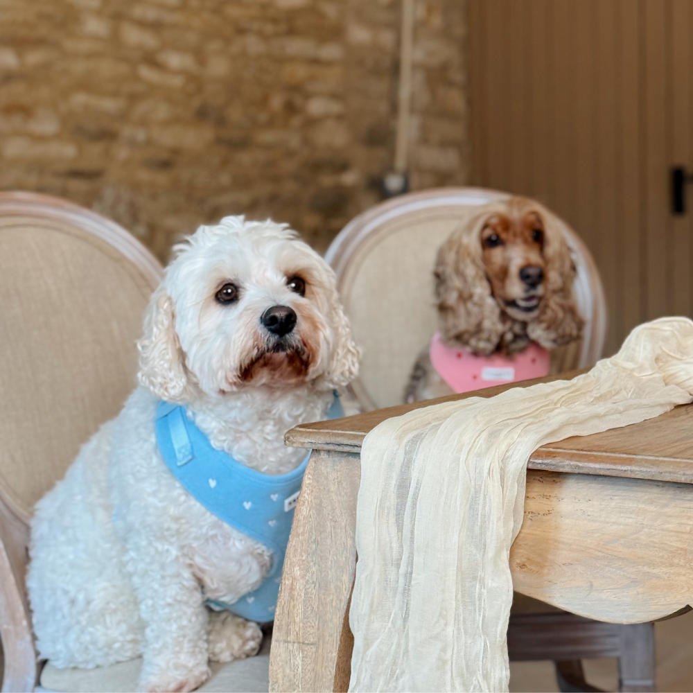 Blue Cord Hundesele