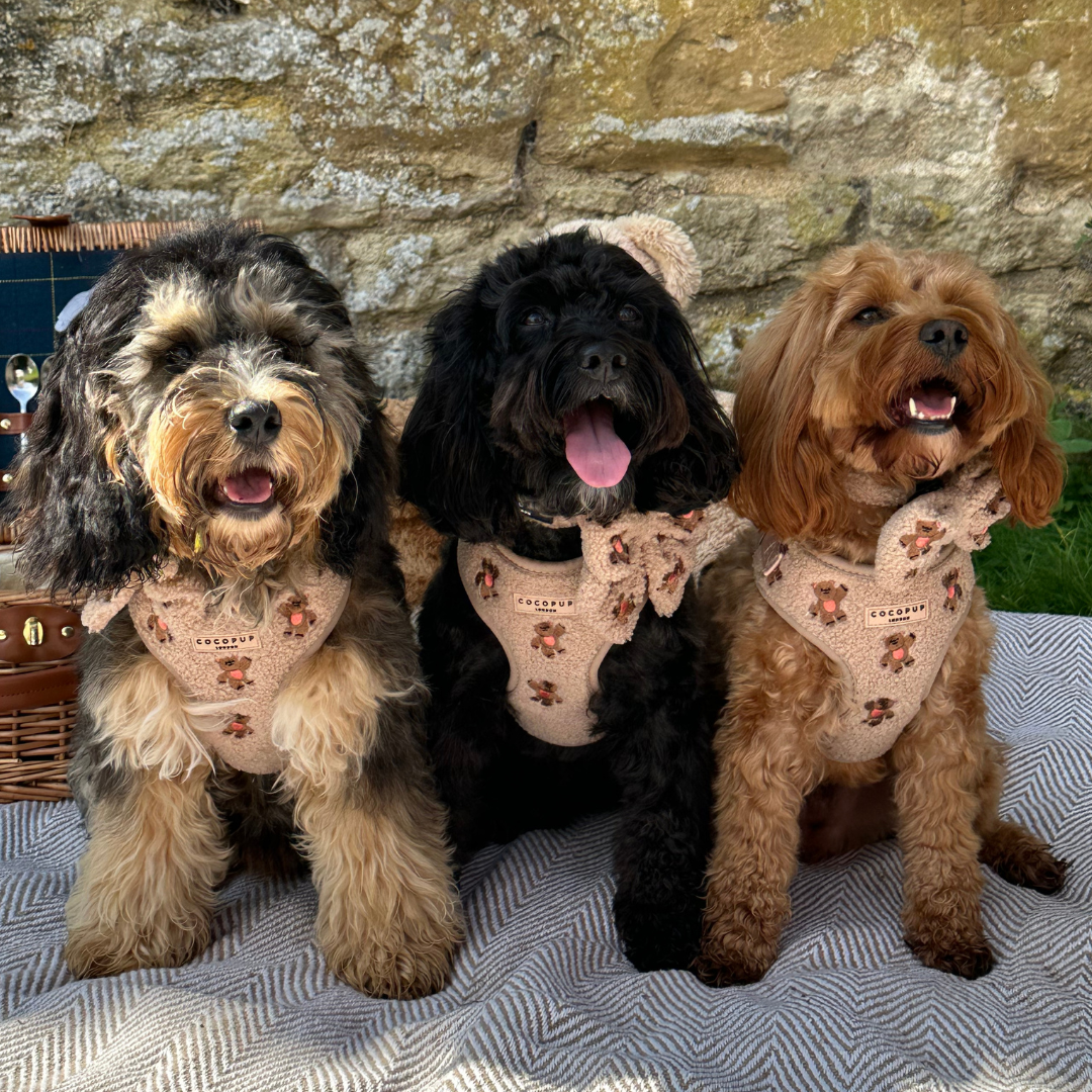 Cocopup London - Theo Embroidered Teddy Adjustable Neck Harness