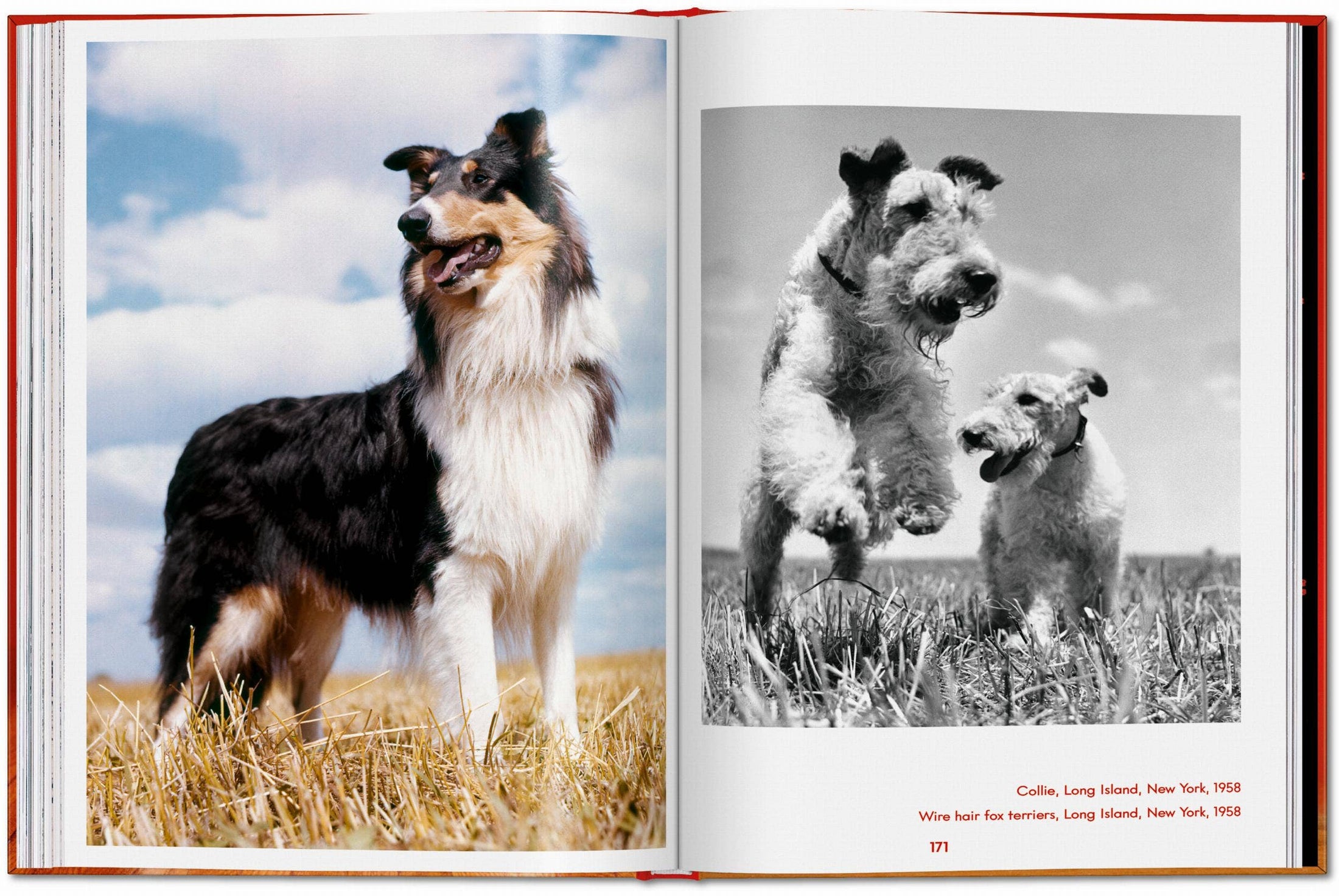 Walter Chandoha. Dogs. Photographs 1941–1991