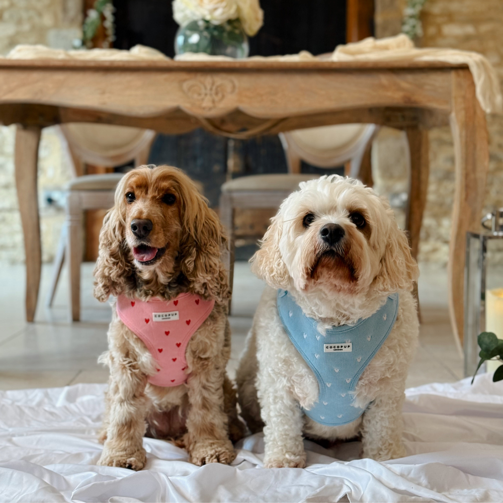 Blue Cord Hundesele