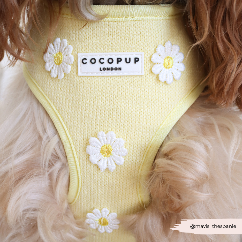 Buttercup Pup Hundesele