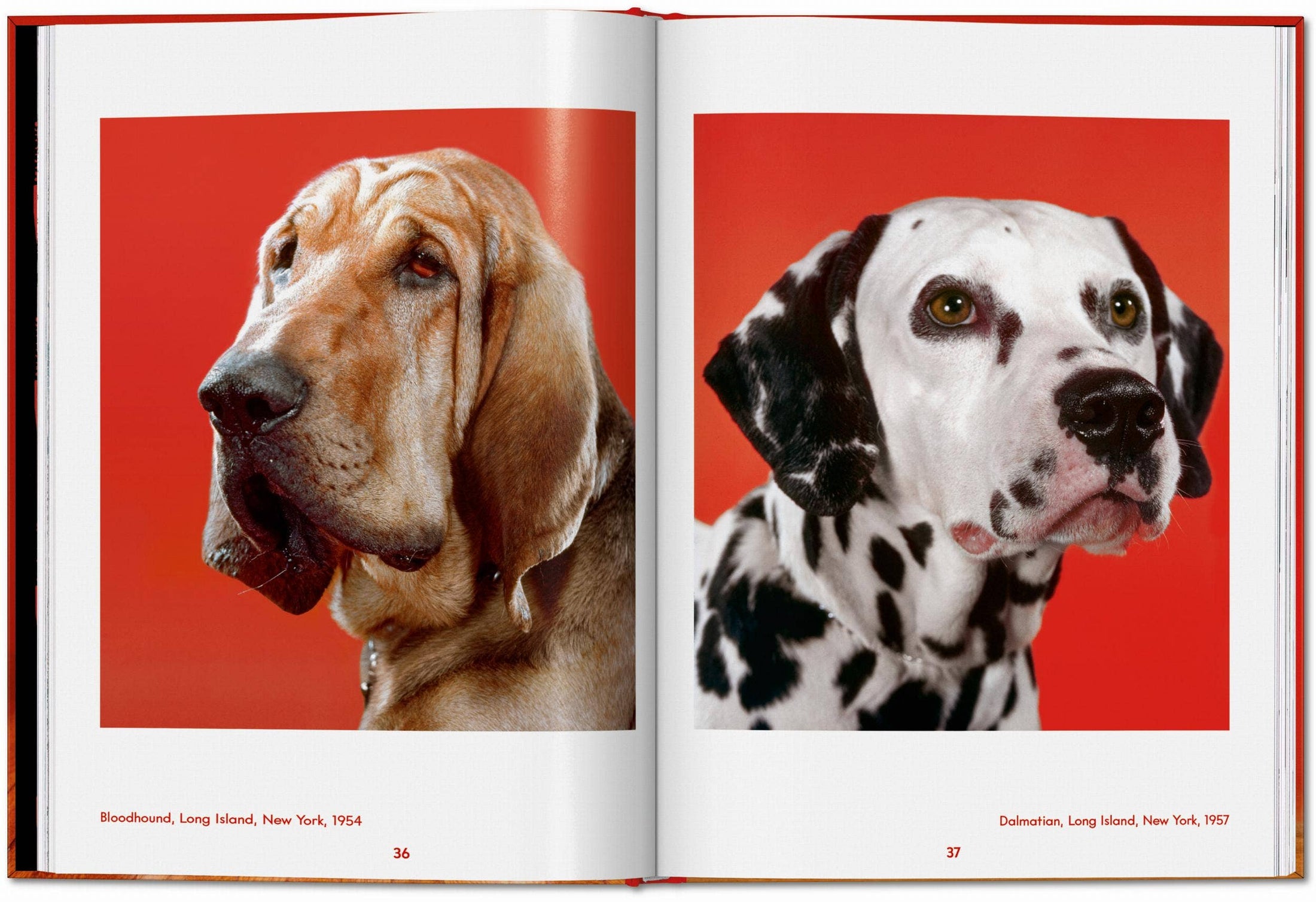 Walter Chandoha. Dogs. Photographs 1941–1991