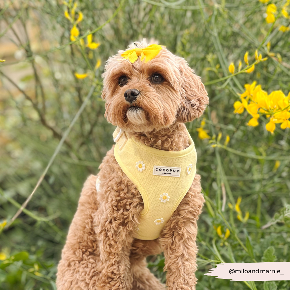 Buttercup Pup Hundesele
