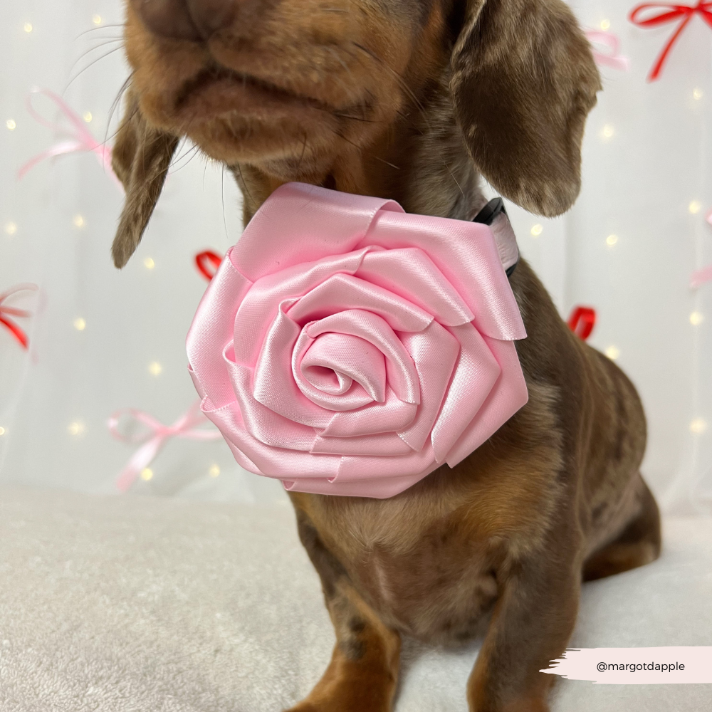 Pink Rose Flower
