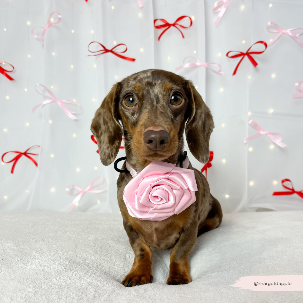 Pink Rose Flower