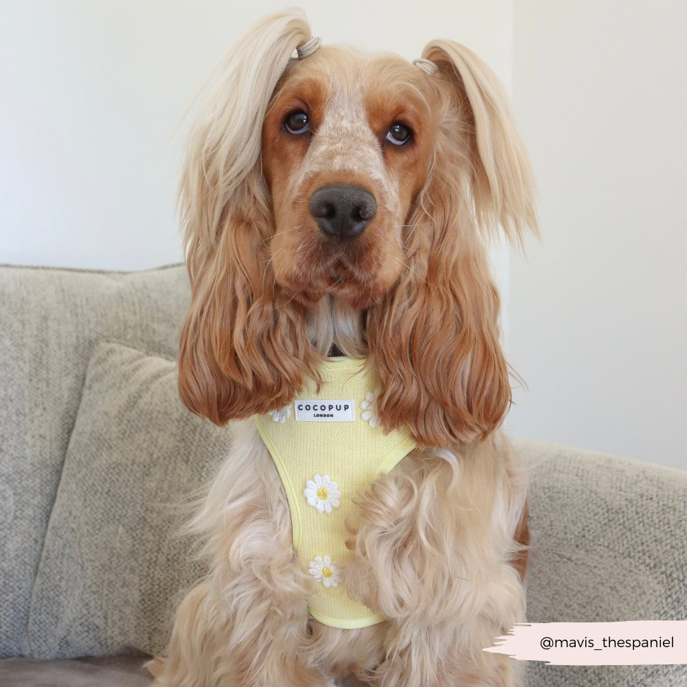 Buttercup Pup Hundesele