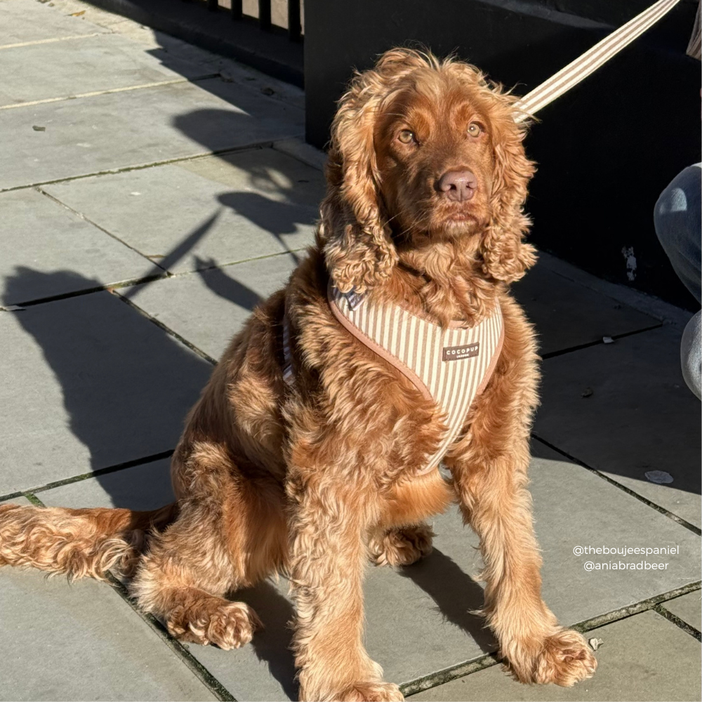 London Linen Stripes Hundesele