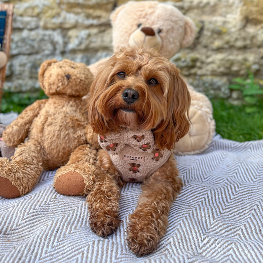 Teddy Hundesele