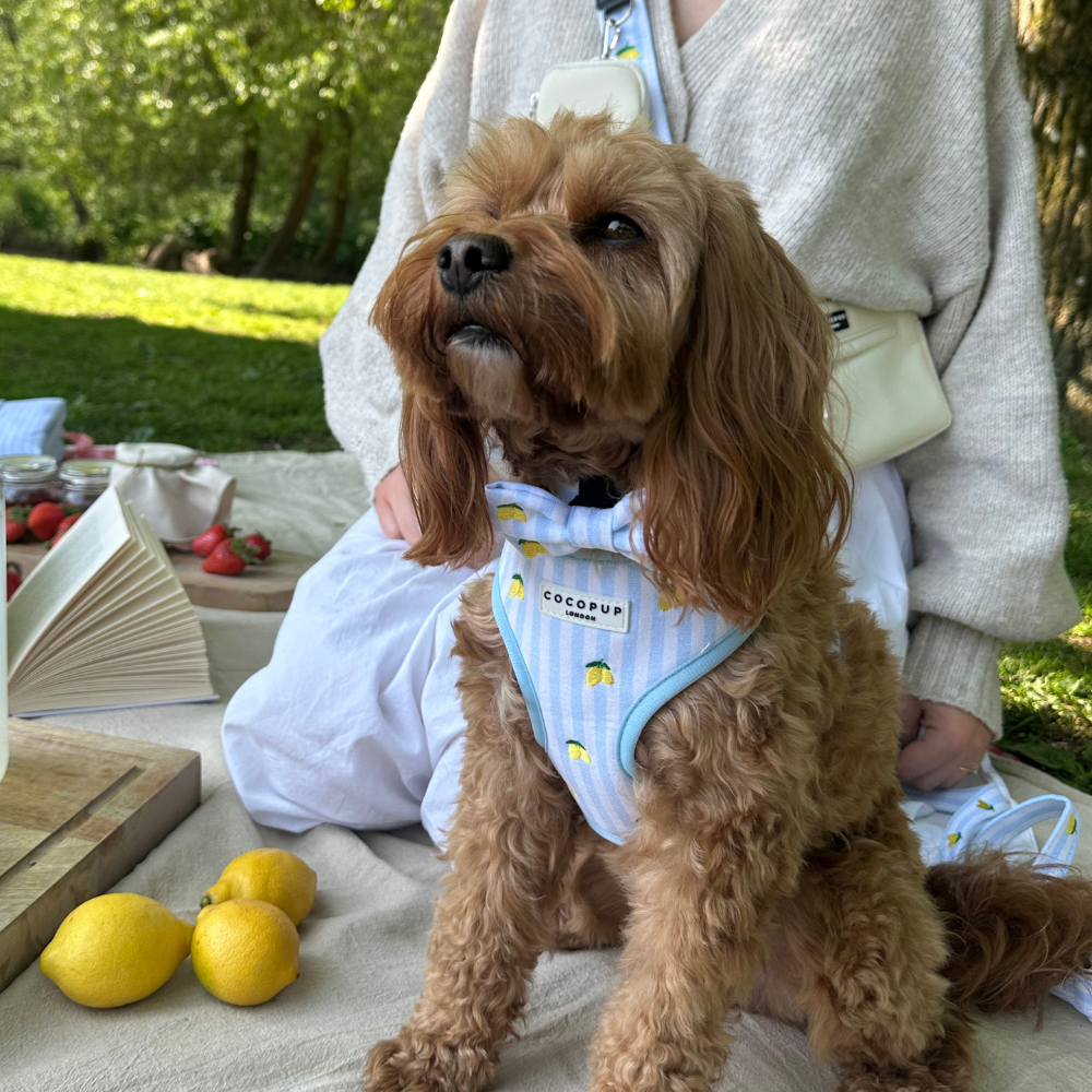 Living La Vida Lemon Hundesele