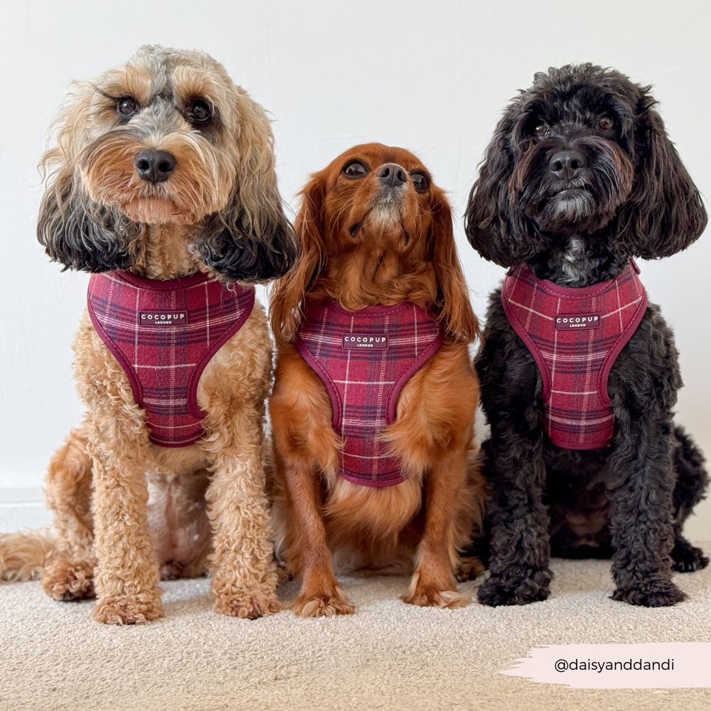 Cocopup London - Mulberry Plaid Adjustable Neck HARNESS