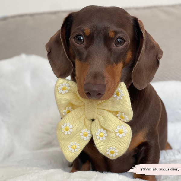 Buttercup Pup Sailor Bow
