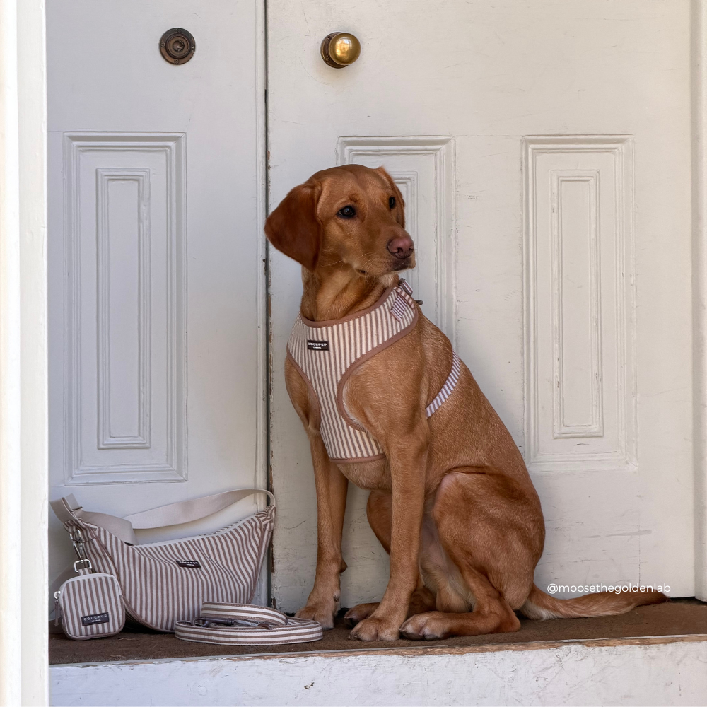 London Linen Stripes Hundesele