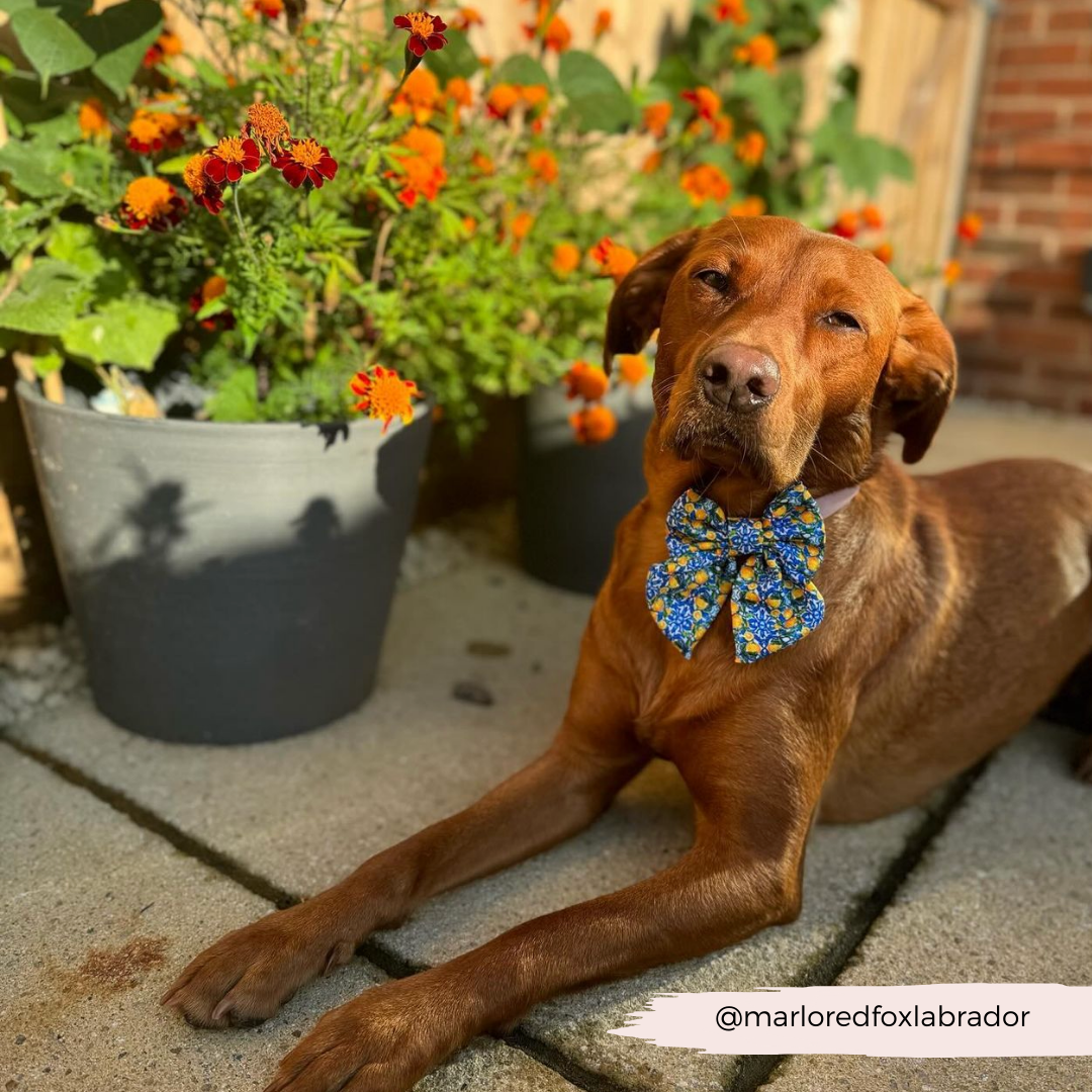 Amalfi Lemon Sailor